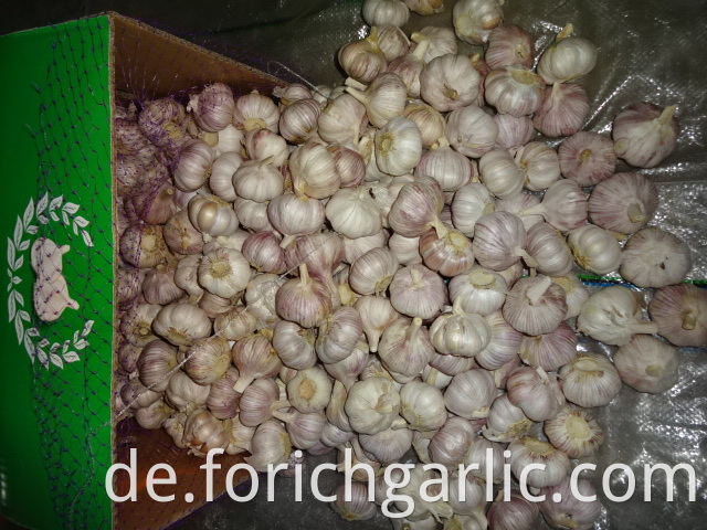 Fresh Of Normal White Garlic 2019